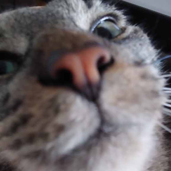 lizbenoodt